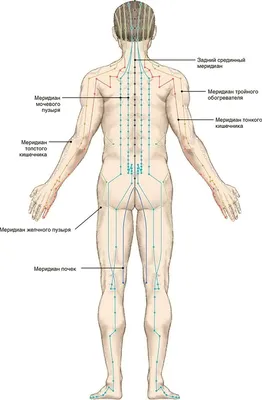 12 Энергетических Меридианов | Центр восточной медицины