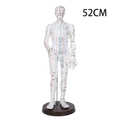 Модель меридиана Пещерная точка человека Мужское тело Модель 52 / 28Cm  Медицинские образовательные инструменты Мужчины Женщины Белая медь  Последние | AliExpress