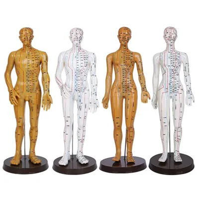 Акупунктурная модель человеческого тела 50 см, мужские меридианы, Таблица  моделей | AliExpress