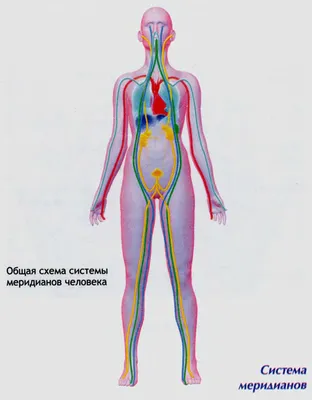 Обзор системы меридианов человека | Уданпай