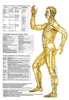 Анатомические поезда. Миофасциальные меридианы для мануальных терапевтов и  специалистов по движению – Книжный интернет-магазин  Polaris