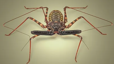 Самые противные насекомые в мире - 74 фото
