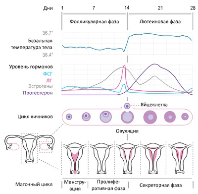 Могут ли при беременности идти месячные? | Менструация при беременности