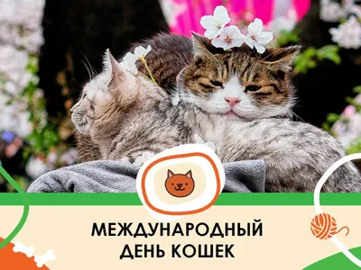 День Кошек. Котики. 8 августа - YouTube