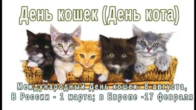 8 августа - Всемирный день кошек