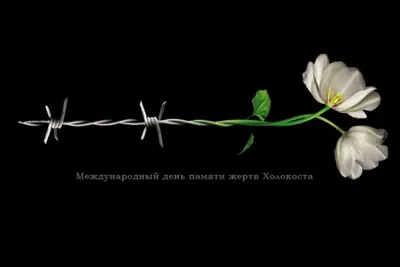 27 января в Польше и мире отмечают Международный день памяти жертв Холокоста  - Русская редакция - 