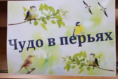 1 апреля- Международный день птиц. International Bird Day. Кыргызстан »  ЭкоМиР - Экологический Мониторинг и Расследования