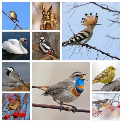 . 1 апреля - Международный день птиц
