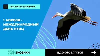 Ежегодно 1 апреля отмечается Международный день птиц. | Русское  географическое общество