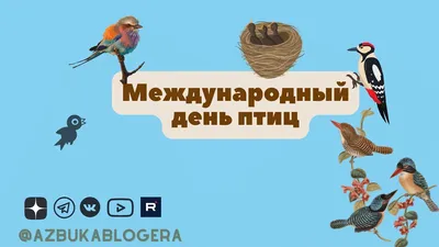 Способы отметить Международный день птиц |  | Урмары - БезФормата