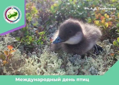 Международный день птиц » Коми-Пермяцкий краеведческий музей им. П.И.  Субботина-Пермяка