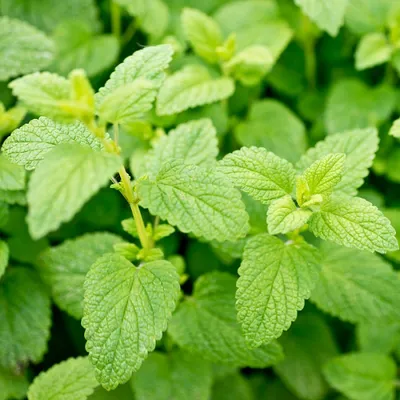 Mint ; Lemon balm, Melissa officinalis (สะระแหน่ ; saa ra naae) -  Thaifoodmaster