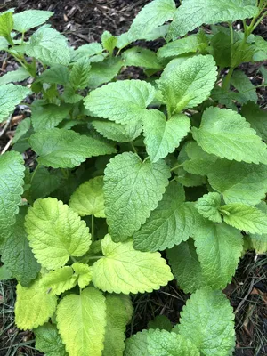 Lemon Balm Seeds, Melissa, Sweet Balm, Mint, NON-GMO, Variety Sizes, FREE  SHIP - Tony's Restaurant in Alton, IL