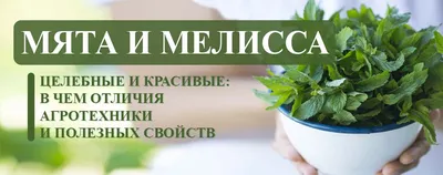 Мята и мелисса на сити-ферме