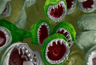 Рисунок микробы - 59 фото