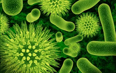 микробы и бактерии, бактерии, микроорганизм