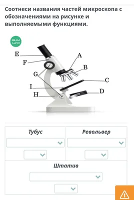 Соотнеси названия частей микроскопа с обозначениями на рисунке и  выполняемыми функциями. ￼ Тубус - Школьные Знания.com