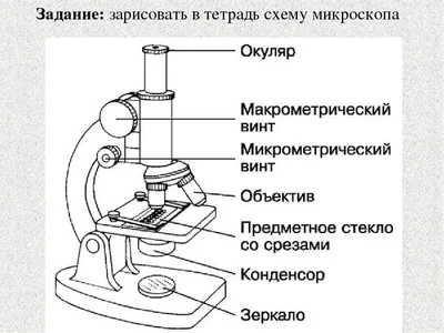 Строение микроскопа. Схема, описание, параметры микроскопов - OpticalMarket