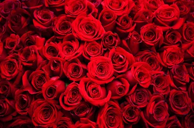 Как выглядит миллион алых роз: роскошным подарком похвасталась "Мисс  Россия" Татьяна Котова - 