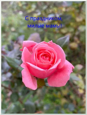 Букет из мыльных роз (цветы из мыла, подарок на день рождения, девушке, маме,  подруге, женщине) - купить с доставкой по выгодным ценам в  интернет-магазине OZON (766855764)