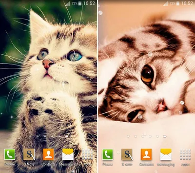 Милые Котята Живые Обои (версия 4.1) на андроид скачать apk бесплатно