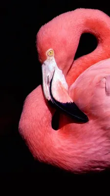Пин от пользователя Blondelle на доске Flamingos | Произведения искусства с  изображением фламинго, Милые рисунки, Детские рисунки