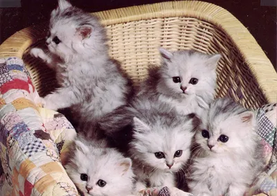 Котиков милых и няшных пушистых - картинки и фото 