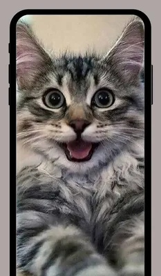 Милые котики обои HD+ – скачать приложение для Android – Каталог RuStore