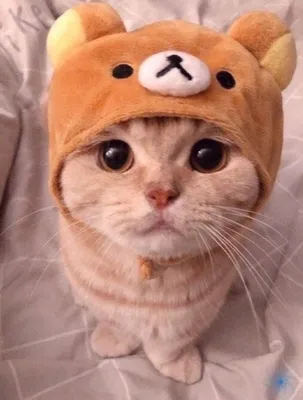 Милый котик в шапочке - картинки и фото 