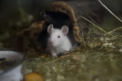 Милые крысы против злых крыс» — создано в Шедевруме