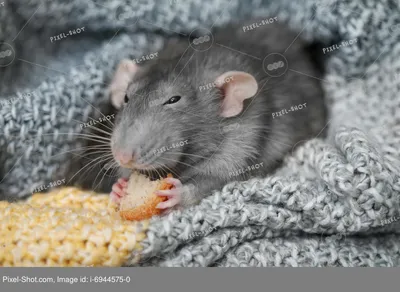 Милая крыса с вкусной закуской сидит в пледе :: Стоковая фотография ::  Pixel-Shot Studio