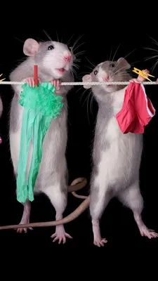 Такие милые и умные… крыски (фото) - Газета МИГ