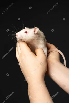 Каждому Своё Animals Милые Мыши|Мышки  Стикеры|ВКонтакте|Крыса|Офигел|Экзамены|Хе