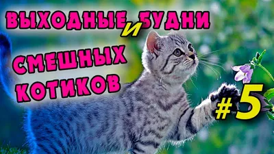 Самое доброе видео о смешных котиках и умилительных котятах | Веселое видео  с котами | февраль 2021 - YouTube