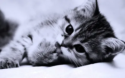 Обои милые котята - фото и картинки: 64 штук