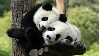 Дикая природа. Милые панды - обои на телефон