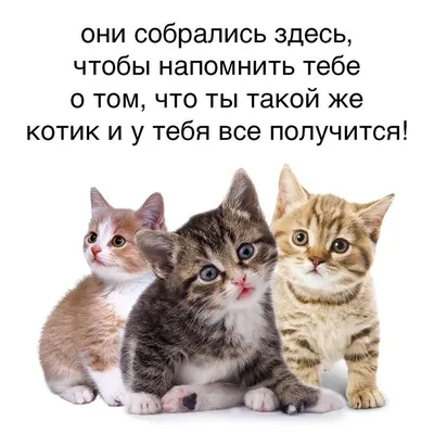 Милые коты» — создано в Шедевруме