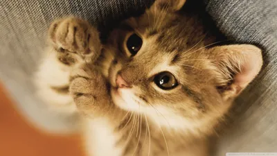 Самые милые котята на свете ! С любовью и нежностью ! | Кулинария Вкусные  Рецепты Алла | Дзен