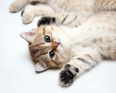 на экран телефона котики | Cute cat wallpaper, Kitten wallpaper, Cat  wallpaper