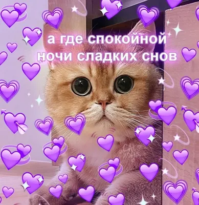 Милые с котиком [17 картинок]