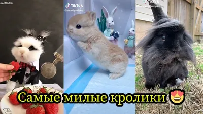 Кролики - смешные и милые зайчики🐰🐰. Видео Подборка #1 - YouTube