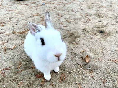 Пушистые милые кролики 🐇 🐰 спят …» — создано в Шедевруме