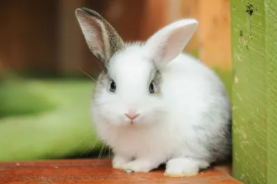 Заставки на телефон с супер милыми кроликами | Самые милые животные, Щенки  корги, Крольчата