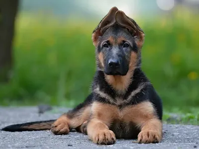 Самые милые собаки в мире (52 лучших фото)