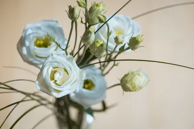 Сенполия (Узамбарская фиалка) / Saintpaulia - «Очень милые и неприхотливые  цветы » | отзывы