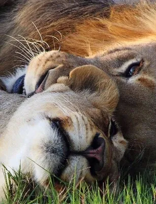 Любовь в мире животных существует: фотоподборка влюбленных пар зверьков |  Животные, Влюбленные, Собаки