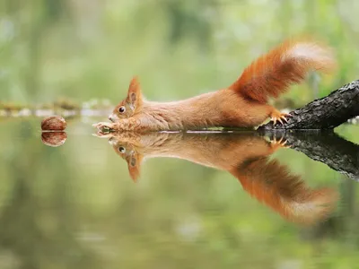 Австрийский фотограф делает крутые снимки милых диких животных (57 фото) »  Картины, художники, фотографы на Nevsepic