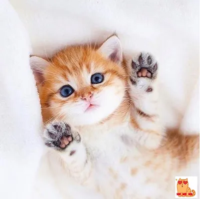 Самые «няшные» котики-милашки | Котята, Очаровательные котята, Милые  детеныши животных