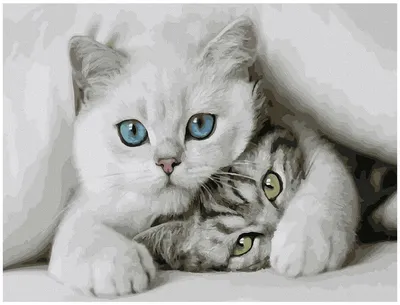Картина по номерам с цветной схемой Molly Милые котята 20 цветов 30х40 см —  купить в интернет-магазине по низкой цене на Яндекс Маркете