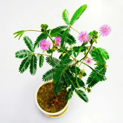 Мимоза Стыдливая (Mimosa Pudica) - «Очень интересное растение,но к нему  тоже нужен подход и не заигрываться с ее особенностью)))» | отзывы